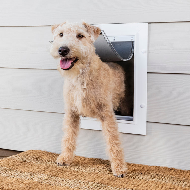 Wall entry shop dog door